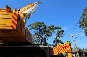 Arborists remove tree with crane